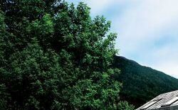 米兰家具博览会上的joshua tree设计