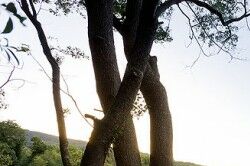 日本Teshima艺术博物馆