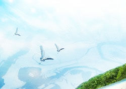 鲸鱼形漂浮公园