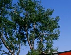 美国加州棕榈树住宅