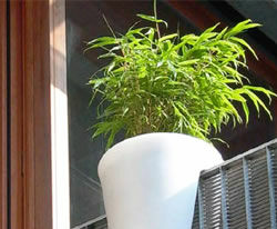 创意的安全花盆 阳台上随意摆放