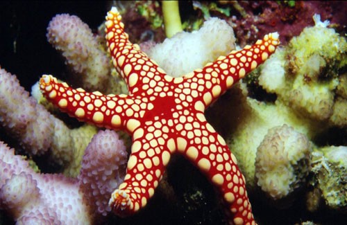 意大利特洛佩阿海星广场4